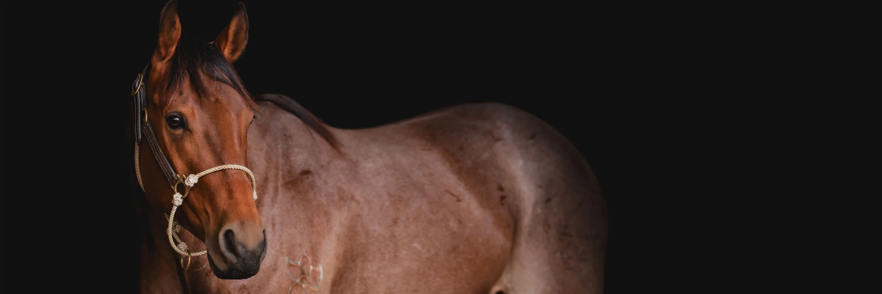 Masterfully Crafted Performance Horse Gear
